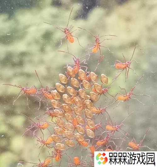 誓死坚守虫卵的打法是什么？有哪些有效对付虫卵的方法？