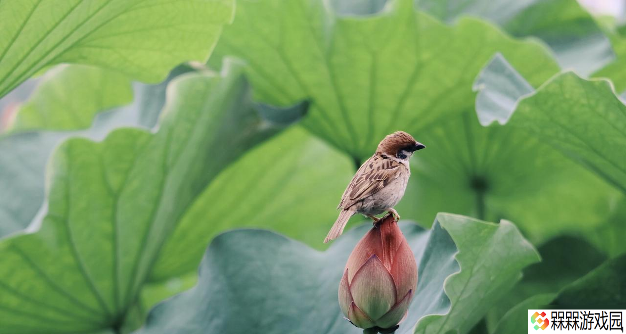 今天中伏，老人说：“最怕中伏一日雨”，中伏雨天好还是晴天好？