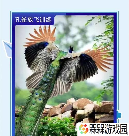 完美世界中飞天孔雀的打法是什么？有哪些技巧？