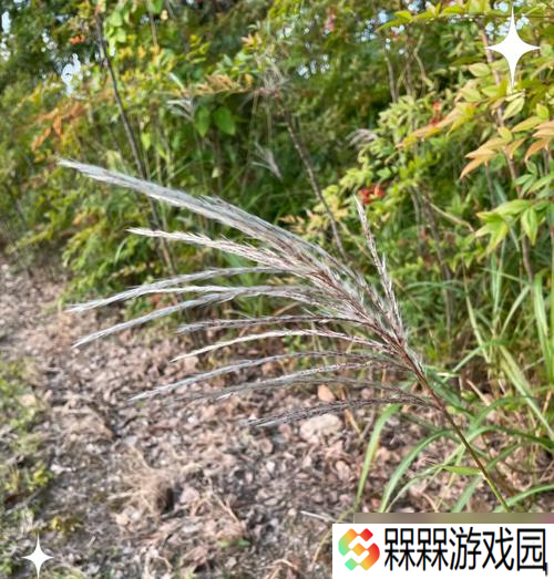 种植芒草的方法是什么 怎么在Minecraft中培育芒草
