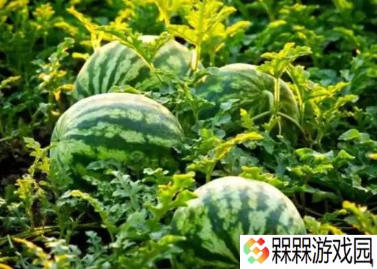 韩国农产品价格上涨：1个西瓜173元 1颗大白菜32元